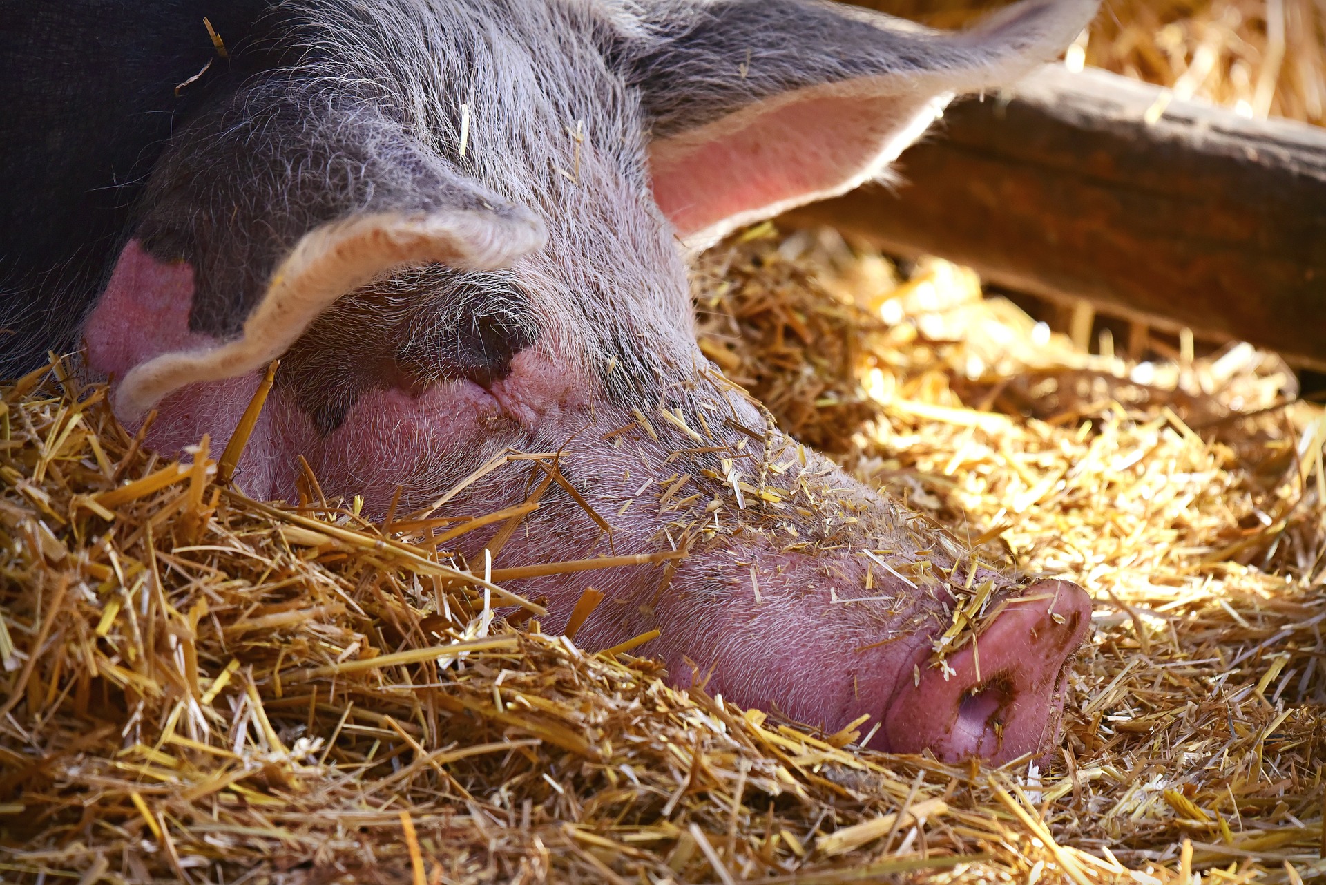 Держпродспоживслужба спростувала інформацію щодо імпорту свиней з Польщі