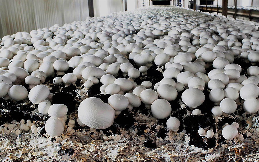 Директор ГС «Укргрибпром»: Рентабельність виробництва грибів становить від 15 до 40%