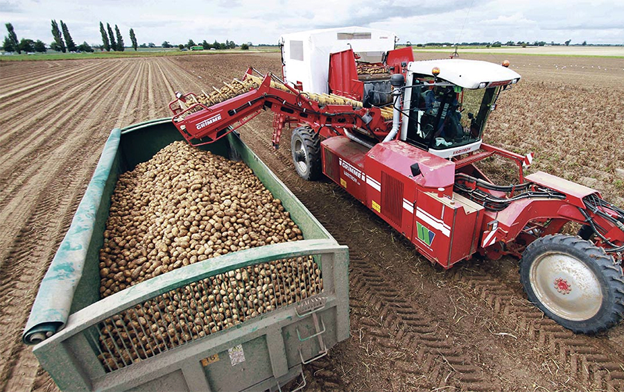 Просапати вікно у Європу: коли картоплярі почнуть експортувати, та як це вплине на ціну бульби