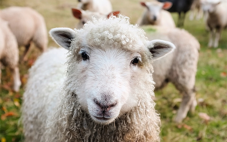 Жити кучеряво: як заробити на овечій шерсті?