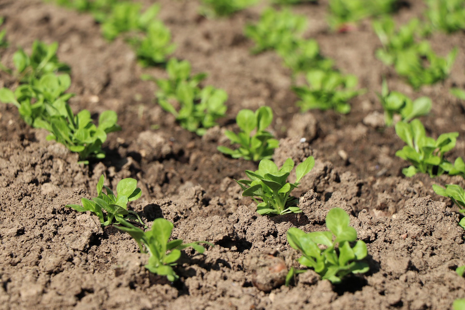 При какой температуре высаживать салат. Seedling «рассада». Рассада салата. Всходы салата. Всходы кинзы.