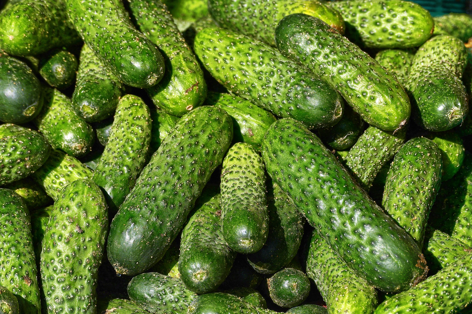 Смачні, свіжі, корисні огірки: що варто знати про овочі 2
