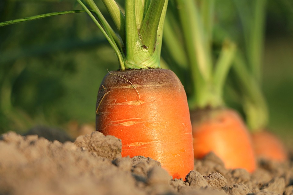 ПРОГНОЗ: Вітчизняні фермери різко збільшать виробництво моркви
