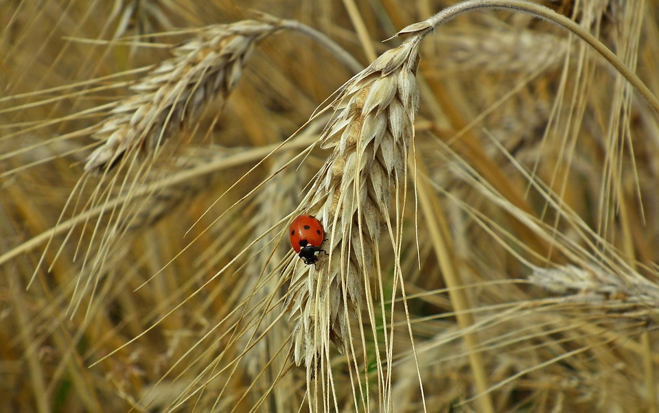 Україна експотувала понад 34 млн тонн зерна