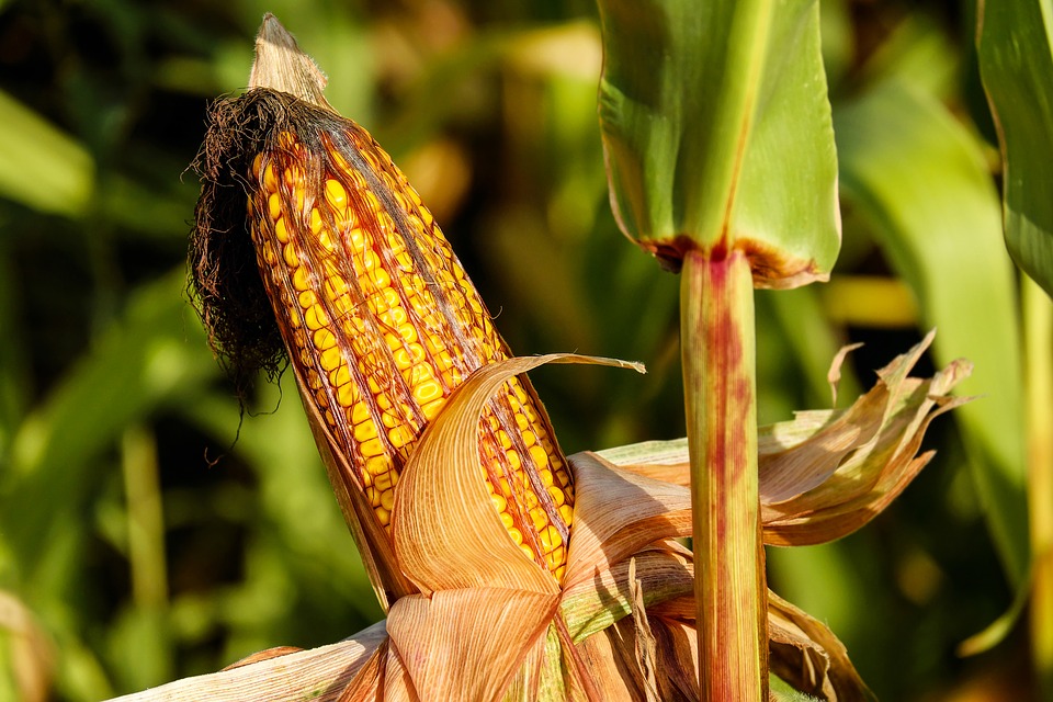 На частку Corteva припадає 21% українського ринку насіння кукурудзи