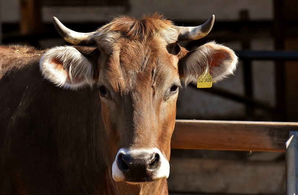 ДУМКА: Схрещування по системі ProCROSS допоможе вивести поголів’я корів на новий рівень продуктивності