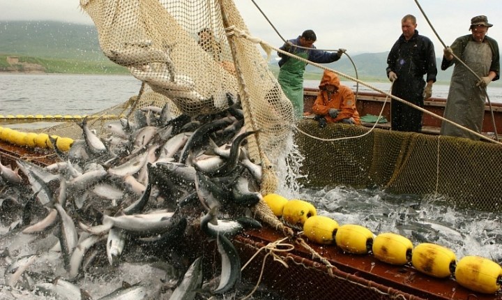 Мінагрополітики погодило створення фонду підтримки розвитку рибного господарства