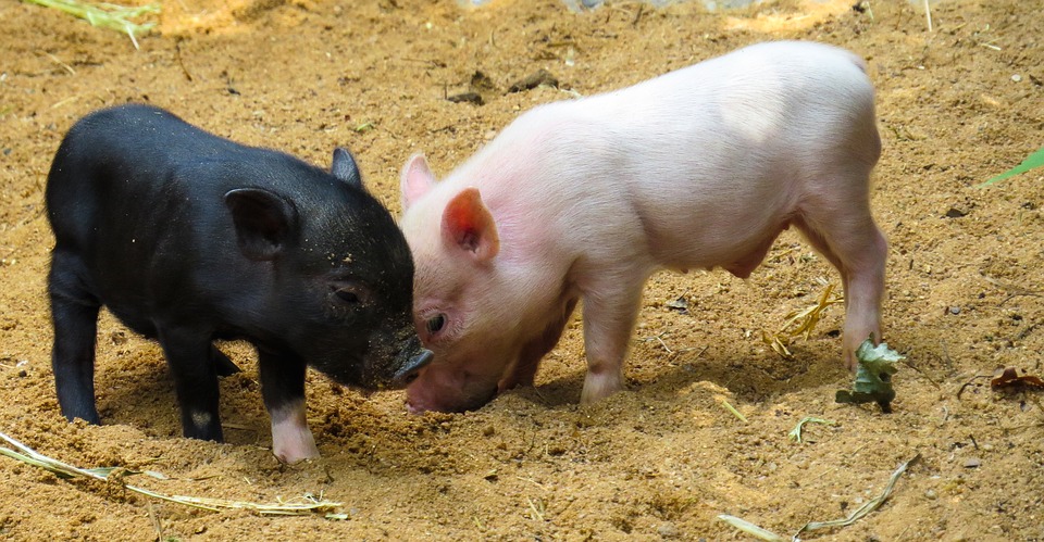 Кількість поголів’я свиней в Україні побило антирекорд