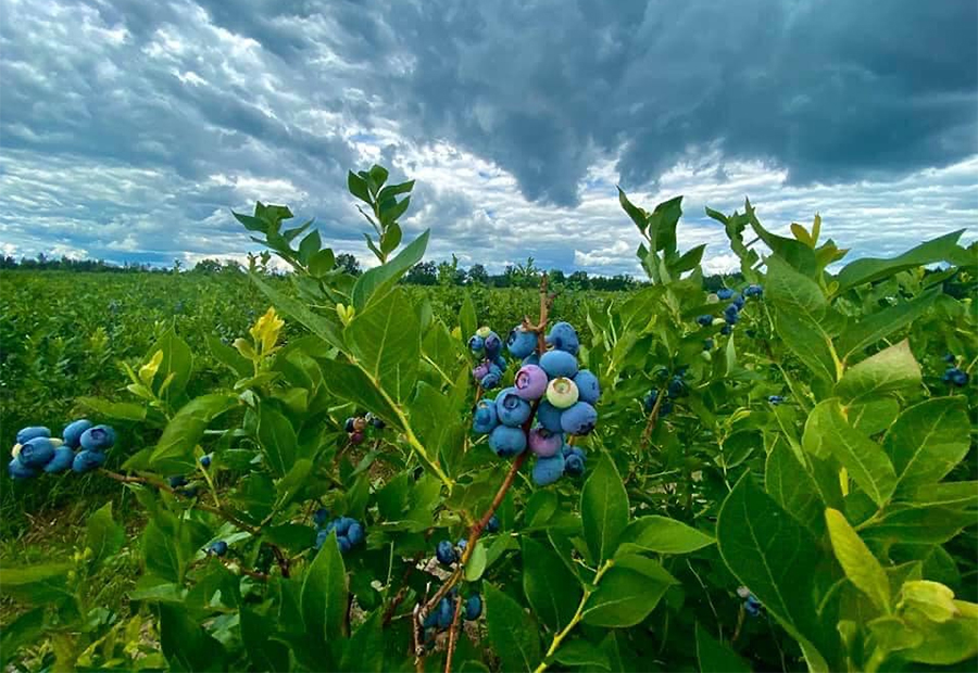 Голубика где растет в природе. Голубика Сибирская. Голубика Blueberry Farm. Голубиковые Мари в Забайкалье. Плантации черники Сербия.