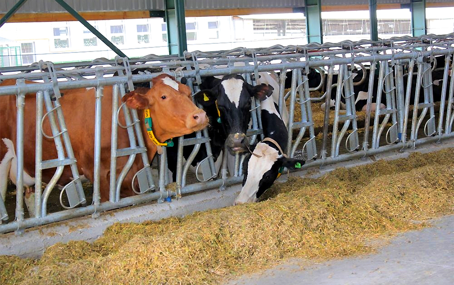 П'ять способів знайти додатковий прибуток для молочно-товарної ферми