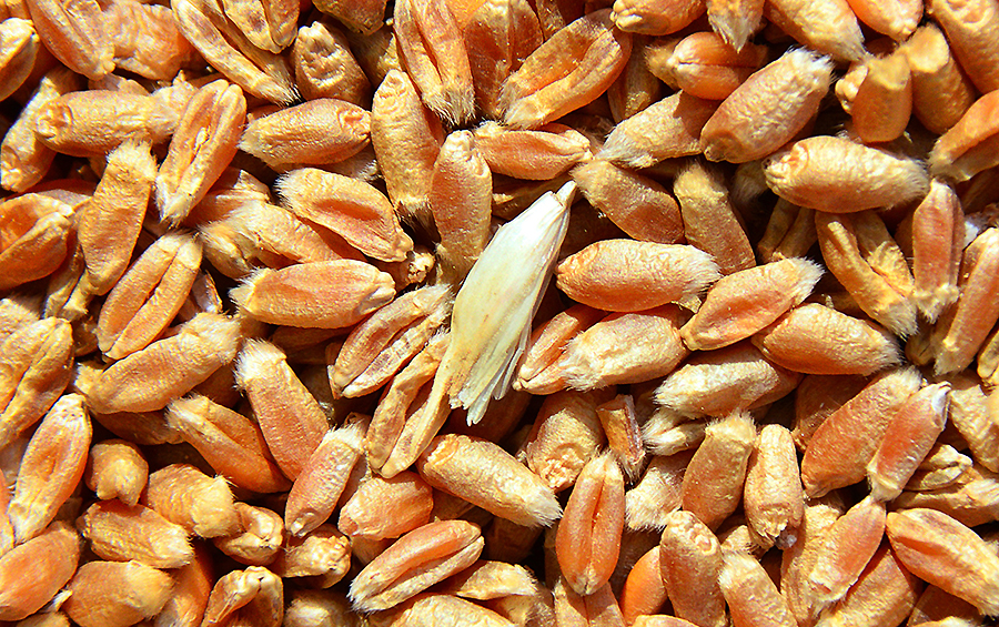Властивості пшениці та зерна