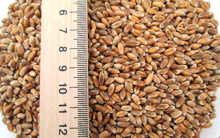 Вплив класів пшениці