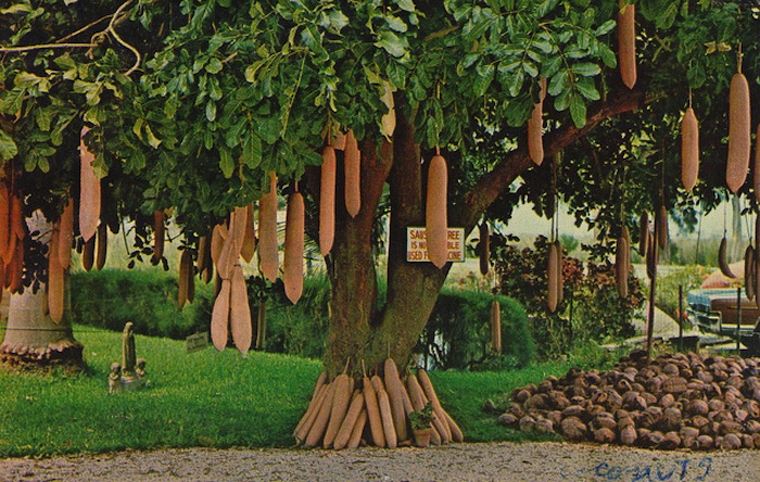 У світі є дерева, які можуть замінити хлібозаводи, кондитерські та здатні виробляти молоко - фото 8