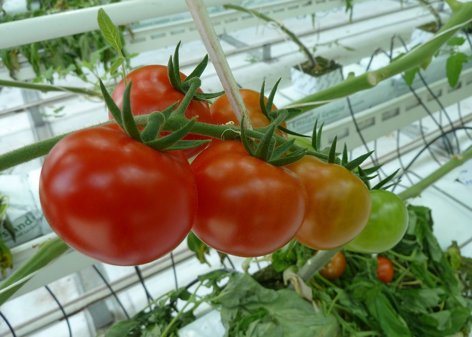 Україна нарощує експорт овочів з високотехнологічних теплиць