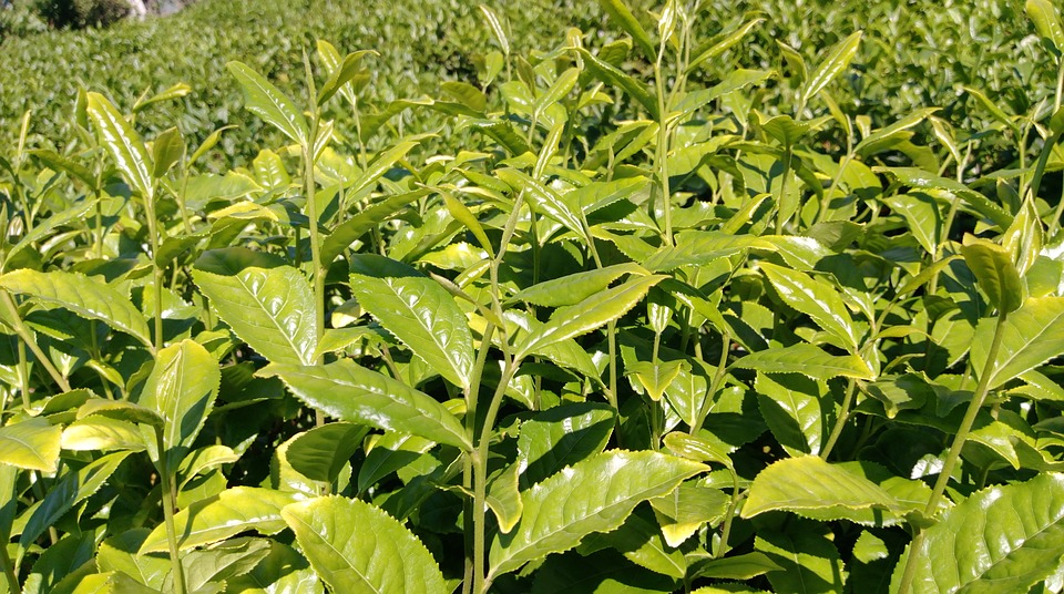 На Закарпатті відновлять унікальні чайні плантації
